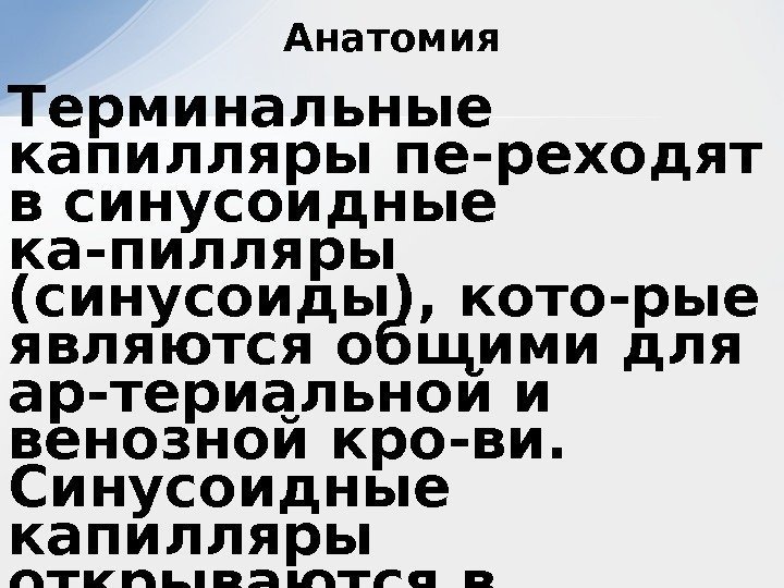 Терминальные капилляры пе-реходят в синусоидные ка-пилляры (синусоиды), кото-рые являются общими для ар-териальной и венозной