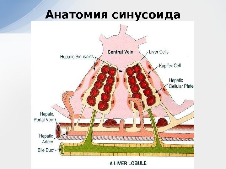 Анатомия синусоида 