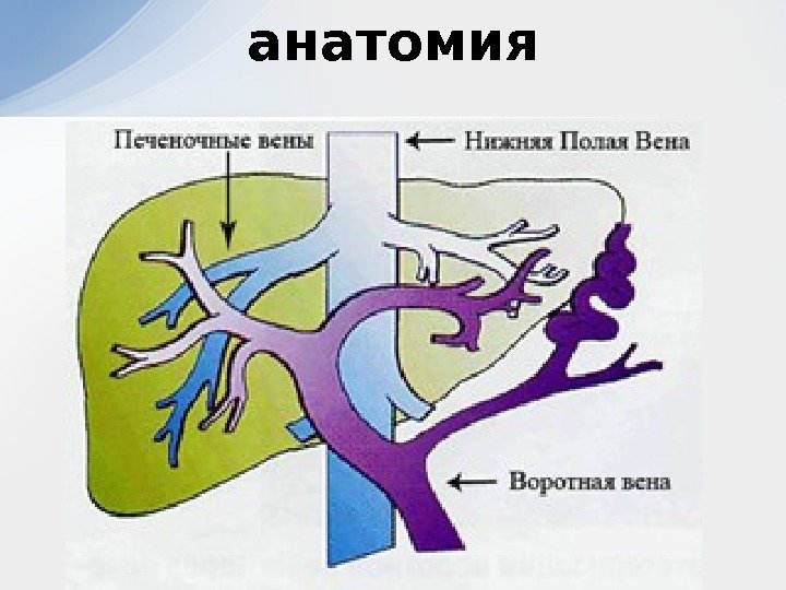 Нижняя полая вена образуется. Диляция портальной вены. Фиброхромацитома и полая Вена.