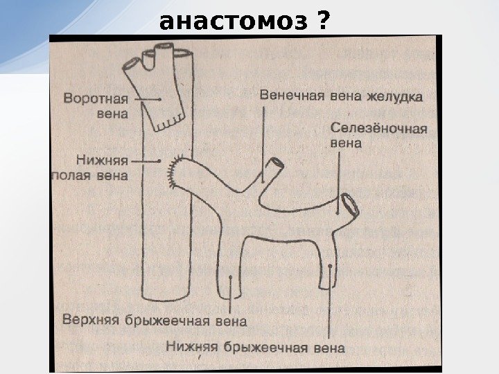 анастомоз ?  