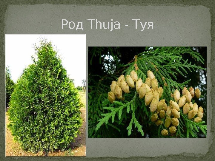 Род Thuja - Туя 