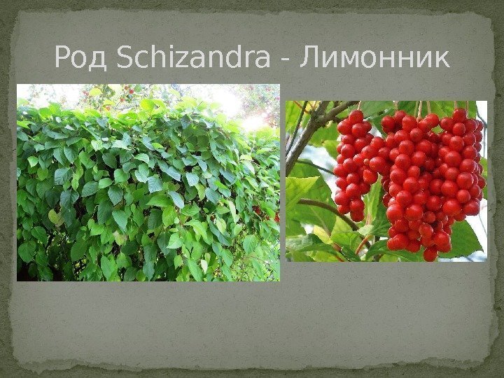 Род Schizandra - Лимонник 