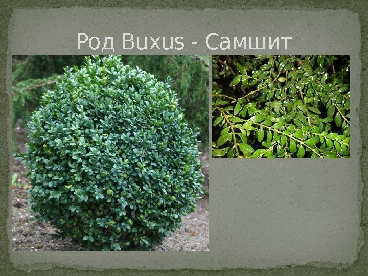 Род Buxus - Самшит 