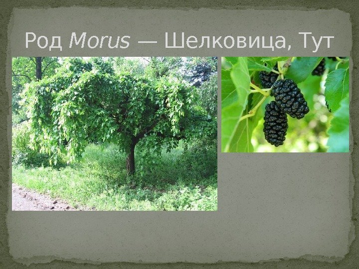Род Morus — Шелковица, Тут 