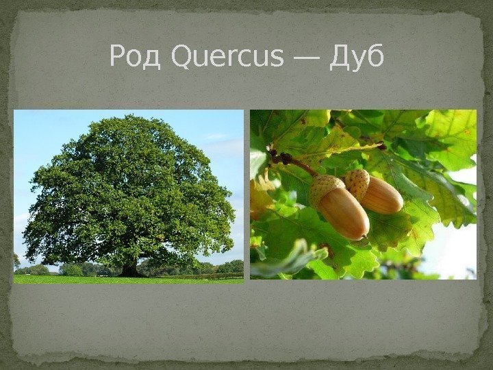 Род Quercus — Дуб 