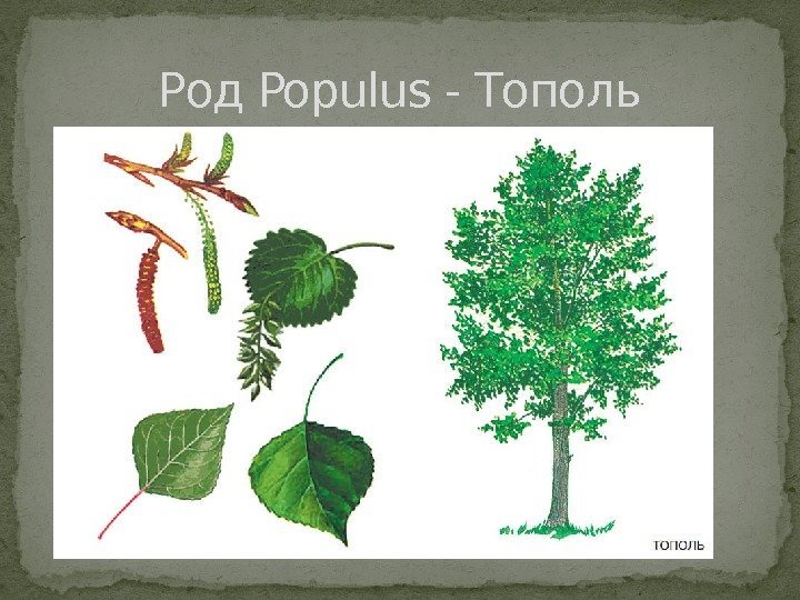 Род Populus - Тополь 