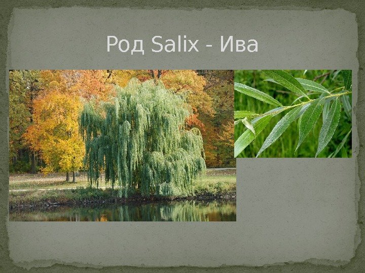 Род Salix - Ива 