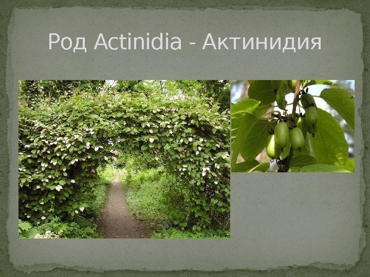 Род Actinidia - Актинидия 