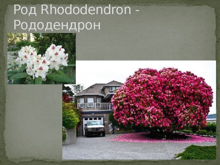 Род Rhododendron - Рододендрон 