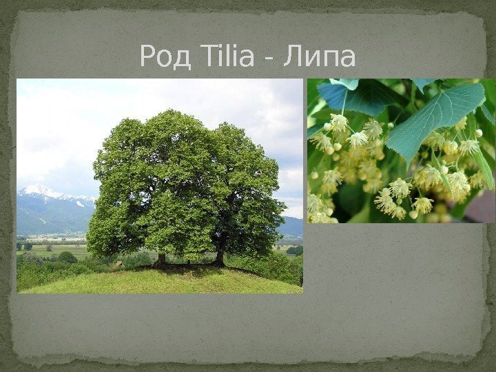 Род Tilia - Липа 