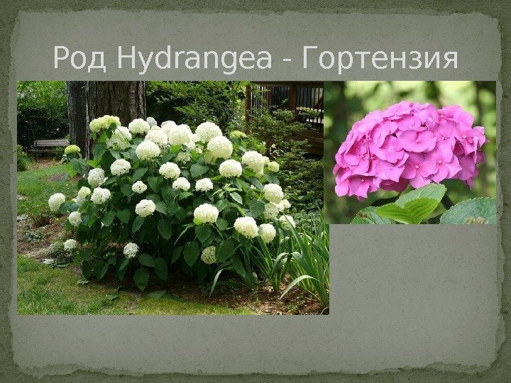 Род Hydrangea - Гортензия 