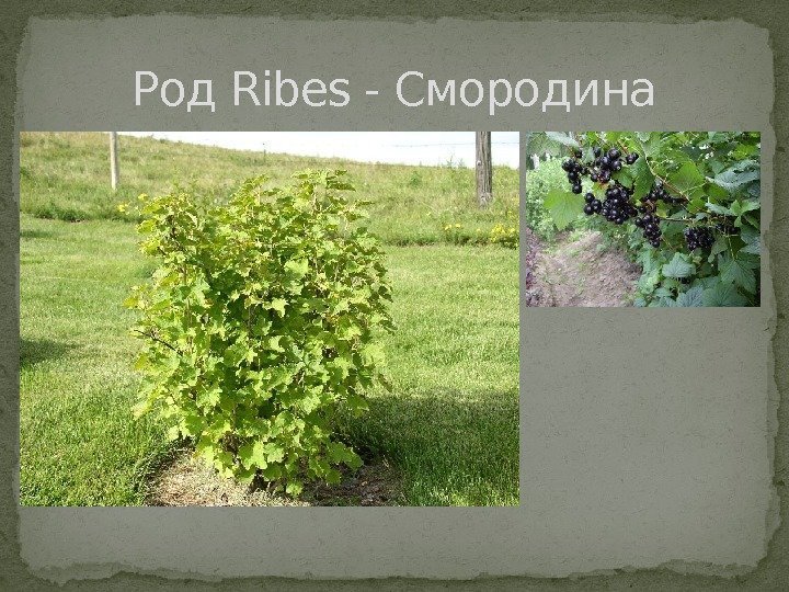 Род Ribes - Смородина 