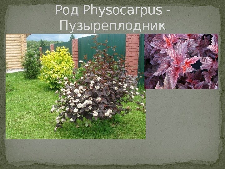 Род Physocarpus - Пузыреплодник 