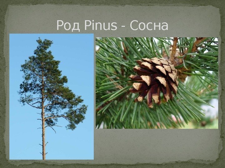 Род Pinus - Сосна 