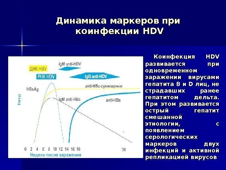   Динамика маркеров при коинфекции HDVHDV  Коинфекция HDVHDV  развивается при одновременном