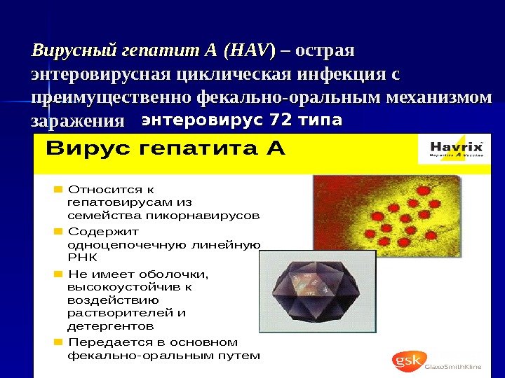   Вирусный гепатит А  (( HAVHAV ))  – – острая энтеровирусная