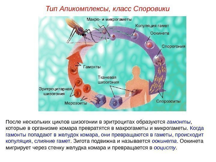 После нескольких циклов шизогонии в эритроцитах образуются гамонты ,  которые в организме комара