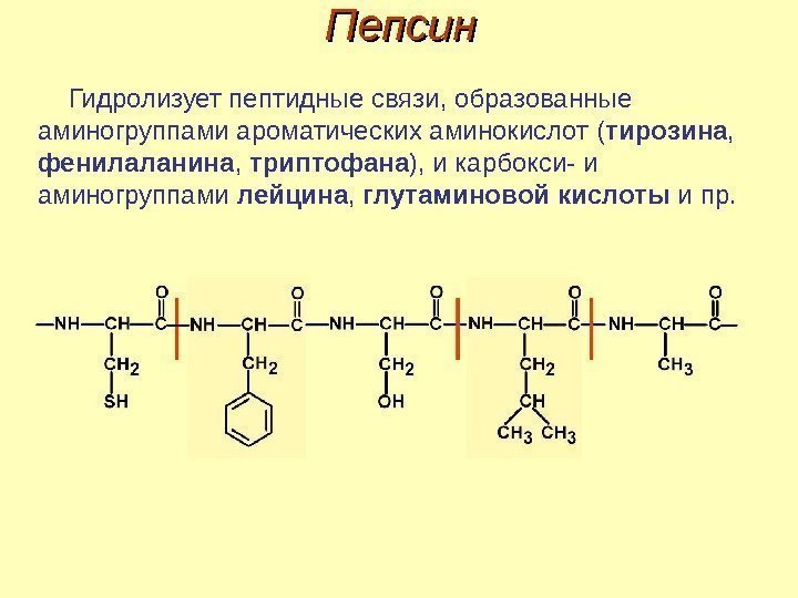 Пепсин Гидролизует пептидные связи, образованные аминогруппами ароматических аминокислот ( тирозина ,  фенилаланина ,