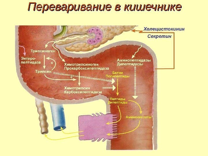 Переваривание в кишечнике 