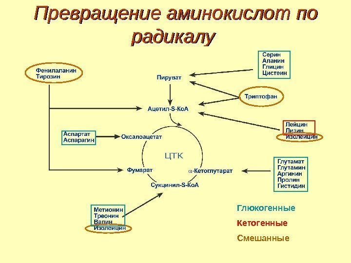 Превращение аминокислот по радикалу Глюкогенные Кетогенные Смешанные 