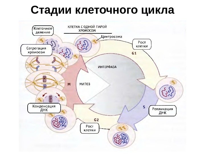 Стадии клеточного цикла 