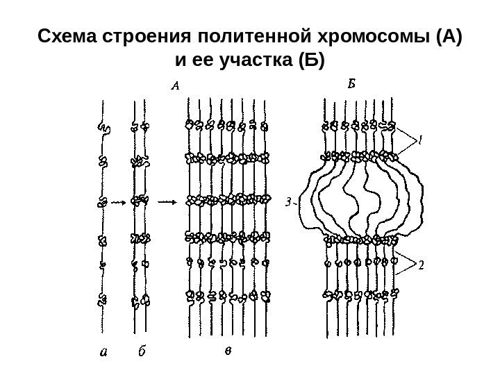 Схема строения политенной хромосомы (А) и ее участка (Б) 