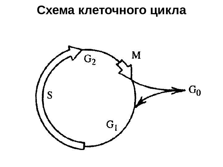 Схема клеточного цикла 