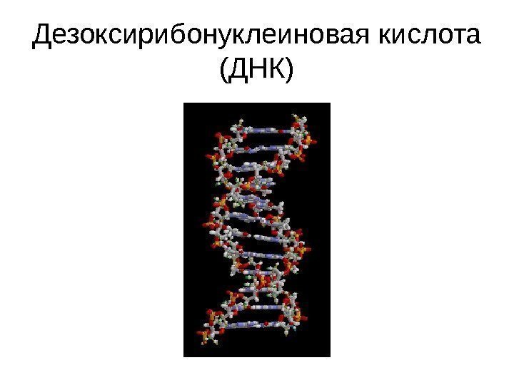 Дезоксирибонуклеиновая кислота (ДНК) 