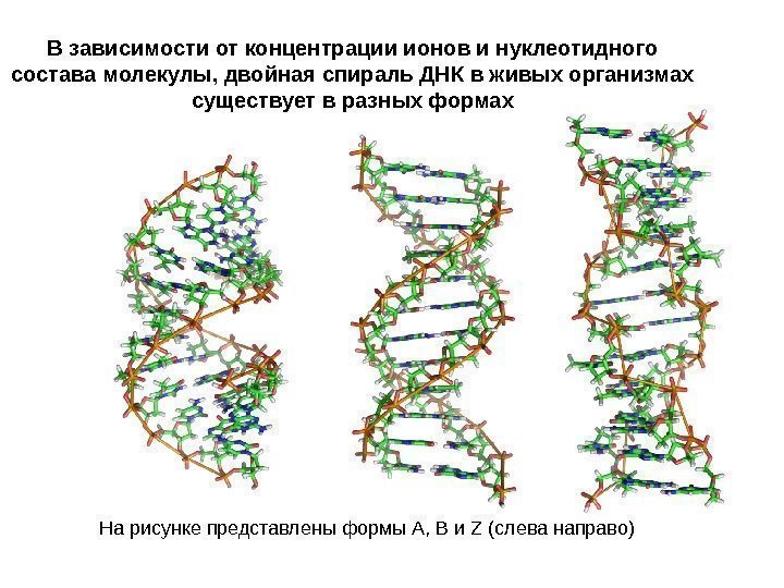 В зависимости от концентрации ионов и нуклеотидного состава молекулы, двойная спираль ДНК в живых
