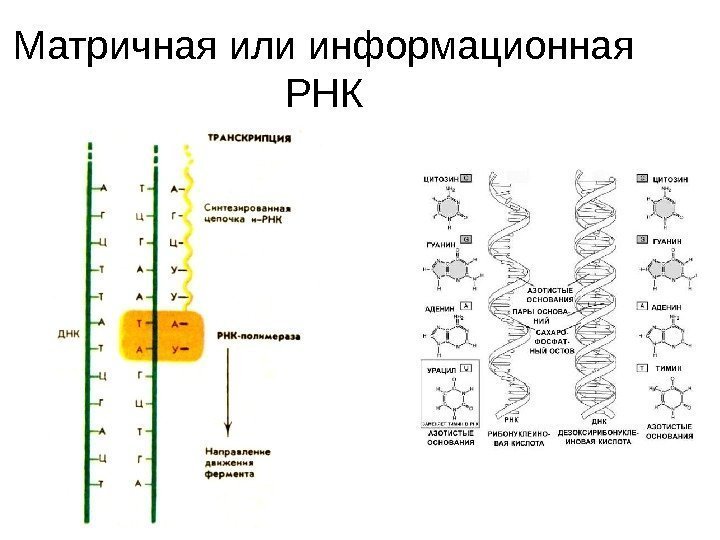 Матричная или информационная РНК 