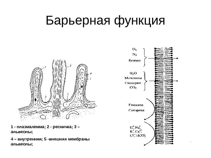 Барьерная функция 1 - плазмалемма; 2 - ресничка; 3 – альвеолы; 4 – внутренняя;