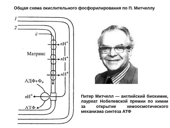 Общая схема окислительного фосфорилирования по П. Митчеллу  Питер Митчелл — английский биохимик, 