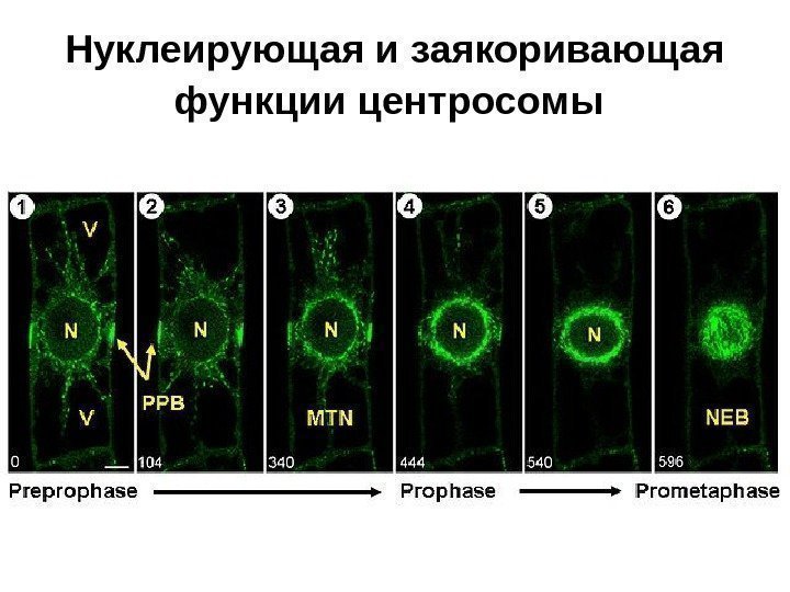 Митотическая активность опухоли что это