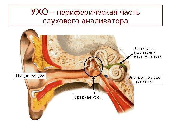 УХО – периферическая часть слухового анализатора Наружное ухо Среднее ухо Внутреннее ухо (улитка)Вестибуло- кохлеарный