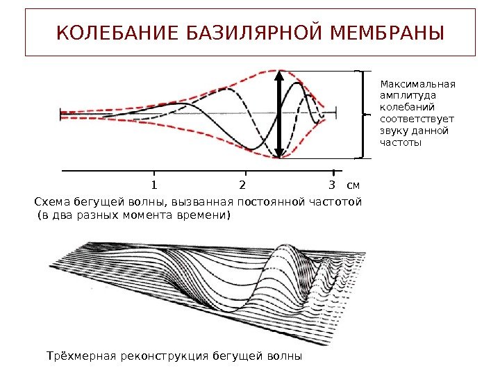 КОЛЕБАНИЕ БАЗИЛЯРНОЙ МЕМБРАНЫ Схема бегущей волны, вызванная постоянной частотой  (в два разных момента