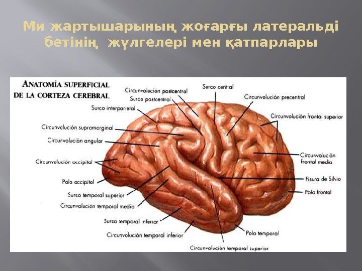 Ми жартышарының жоғарғы латеральді бетінің жүлгелері мен қатпарлары 