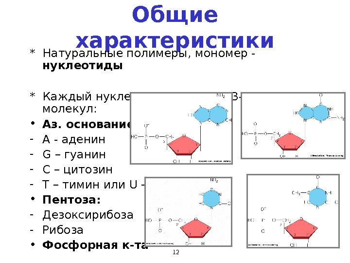 12 Общие характеристики *  Натуральные полимеры ,  мономер - нуклеотиды * 