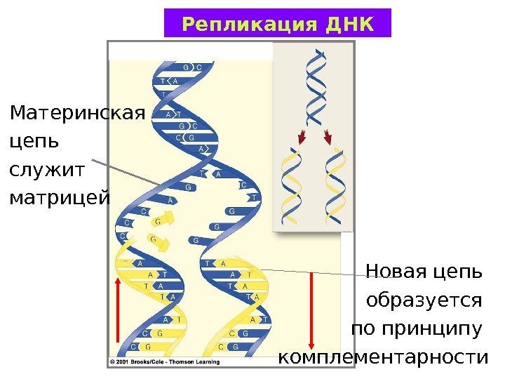 Материнская цепь служит матрицей Новая цепь образуется по принципу комплементарности. Репликация ДНК 
