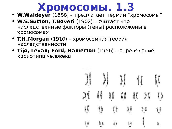 18 1. 3. Хромосомы • W. Waldeyer (1888) – предлагает термин “ хромосомы ”