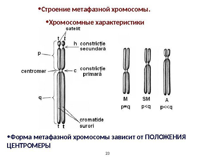 23 • Форма метафазной хромосомы зависит от ПОЛОЖЕНИЯ ЦЕНТРОМЕРЫ • Строение метафазной хромосомы. 
