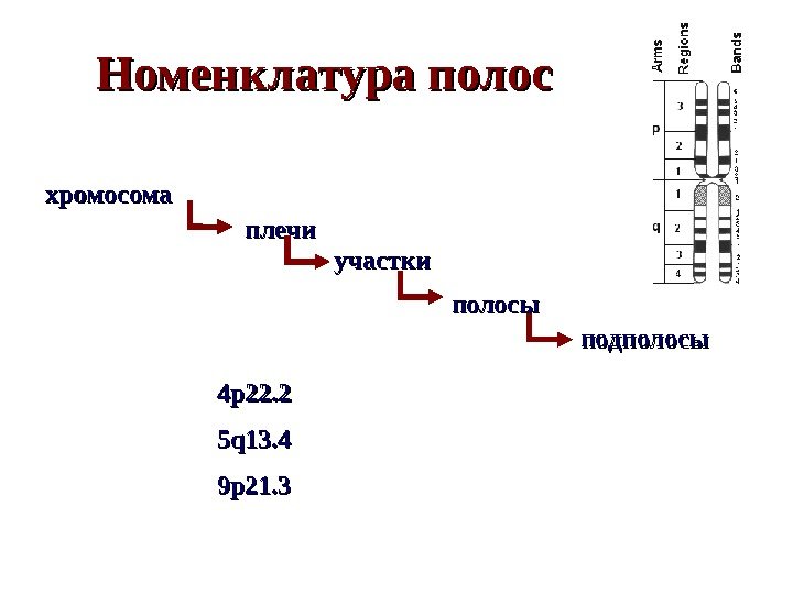 Номенклатура полос хромосома полосыплечи подполосы 4 p 22. 2 5 q 13. 4 9