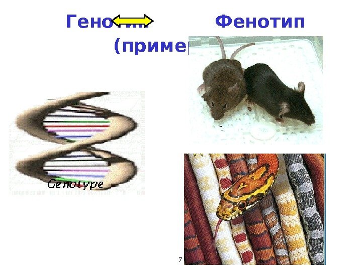 7  Генотип  Фенотип  ( примеры )  