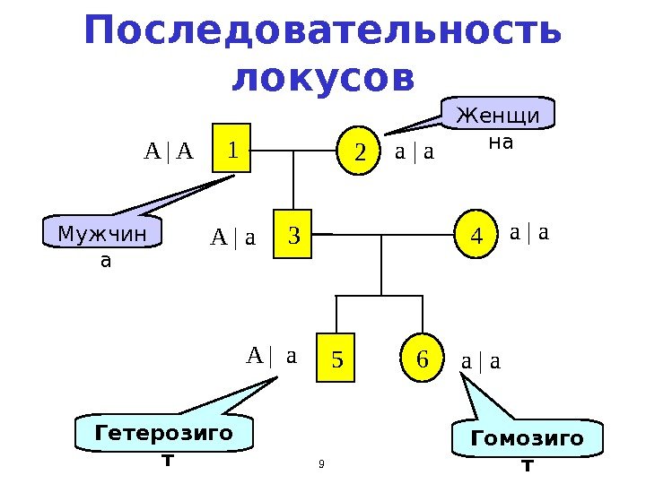9 Последовательность локусов Гетерозиго т Гомозиго т 2 1 A | A a |