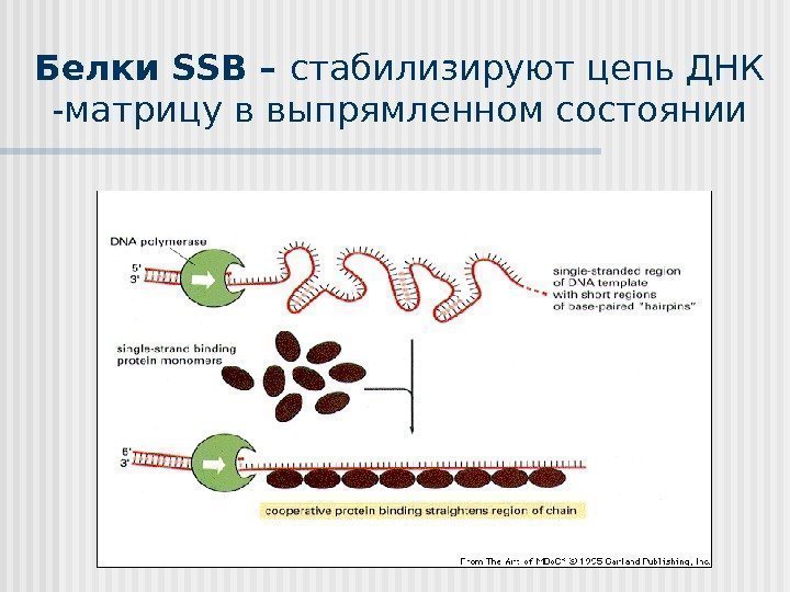 Белки SSB  – стабилизируют цепь ДНК -матрицу в выпрямленном состоянии  