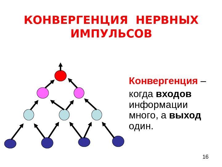  16 КОНВЕРГЕНЦИЯ НЕРВНЫХ ИМПУЛЬСОВ Конвергенция – когда входов  информации много, а выход