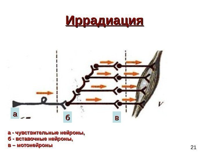 21 Иррадиация аа бб вв а - чувствительные нейроны,  б - вставочные
