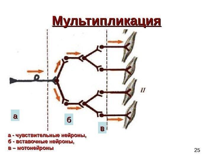  25 Мультипликация аа бб вв а - чувствительные нейроны,  б - вставочные