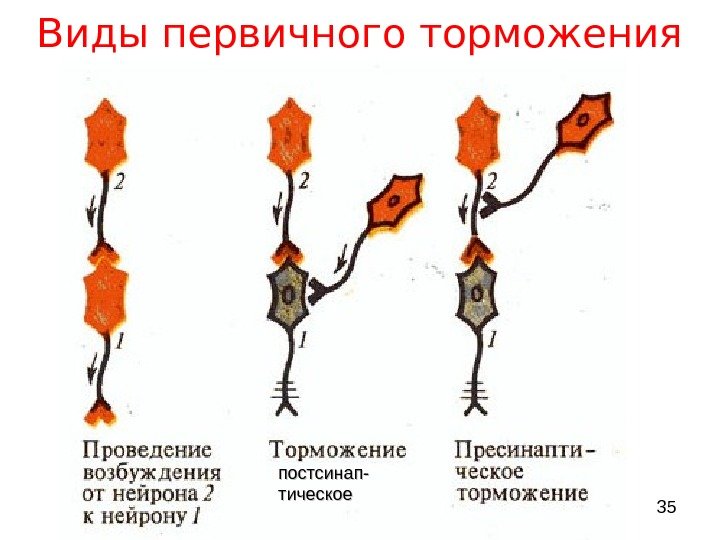  35 Виды первичного торможения постсинап- тическое 