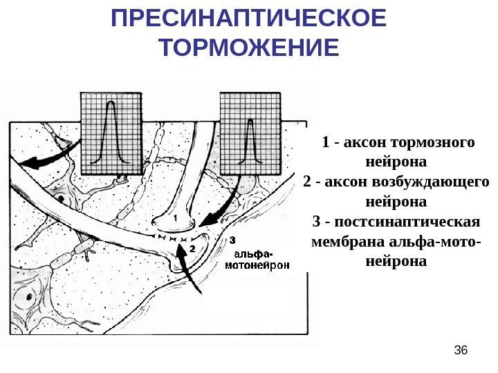  36 ПРЕСИНАПТИЧЕСКОЕ ТОРМОЖЕНИЕ  1 - аксон тормозного нейрона 2 - аксон возбуждающего