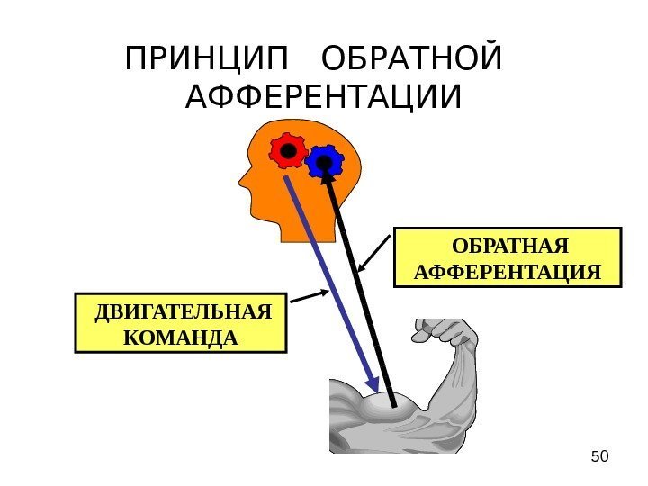  50 ПРИНЦИП  ОБРАТНОЙ  АФФЕРЕНТАЦИИ  ДВИГАТЕЛЬНАЯ КОМАНДА  ОБРАТНАЯ АФФЕРЕНТАЦИЯ 